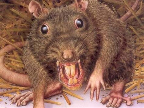 ugly rats pics|440+ Ugly Rat Stock Photos, Pictures & Royalty